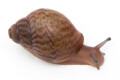 Achatina achatina achatina Ghana typ 2a x Nigeria typ 2a albino body juvenil
